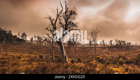 Spettacolare paesaggio australiano, punto di foto di alberi horror scuri in una foresta infestata da fantasmi, preso la mattina presto con intense nuvole di pioggia. Culla mountata Foto Stock