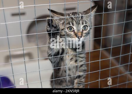 Piccolo gattino in una gabbia di riparo sta aspettando la sua gente Foto Stock