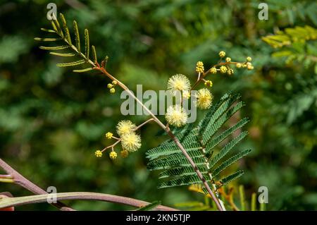 Dubbo Australia, fiori rotondi gialli di un albero nativo di acqua Foto Stock