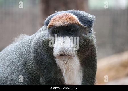 Un macro ritratto della scimmia del De Brazza che guarda a lato Foto Stock