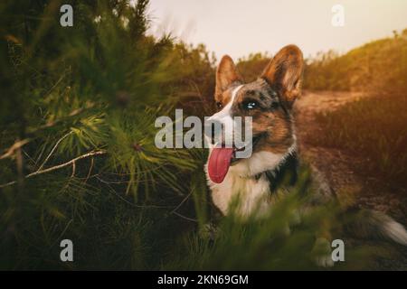 Felice piccolo cane corgi gallese con bocca aperta e lingua fuori seduta a terra all'aperto al tramonto. Foto Stock