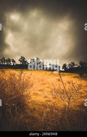 Paesaggio australiano verticale in condizioni atmosferiche di una tempesta spazzata via prateria con piccole pecore che pascolano attraverso fogliame invernale. Pianure di York Foto Stock