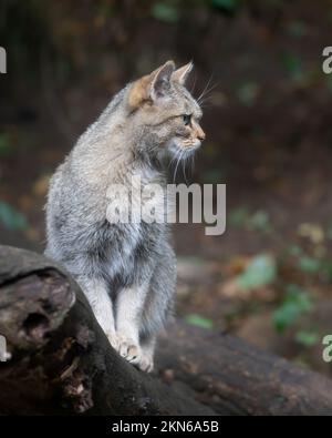 Un primo piano verticale di un gatto selvatico europeo, Felis silvestris profilo laterale seduto su un tronco di albero tagliato Foto Stock
