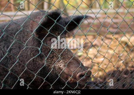 Museruola di cinghiale dietro una mesh metallica, primo piano, sfondo sfocato Foto Stock