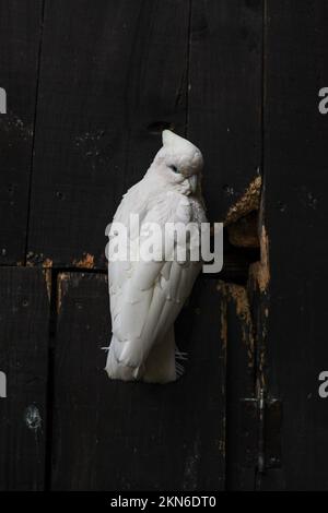 La macro vista verticale di un cockatoo bianco appollaiato sulla parete di legno Foto Stock