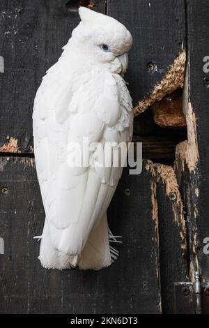 La macro vista verticale di un cockatoo bianco appollaiato sulla parete di legno Foto Stock