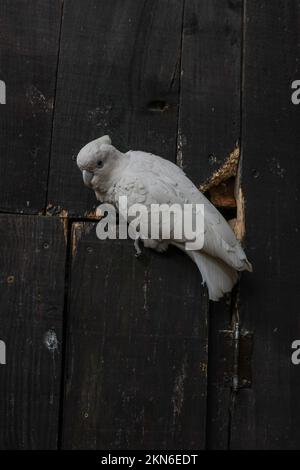 La macro vista verticale di un cockatoo bianco appollaiato sulla parete di legno Foto Stock