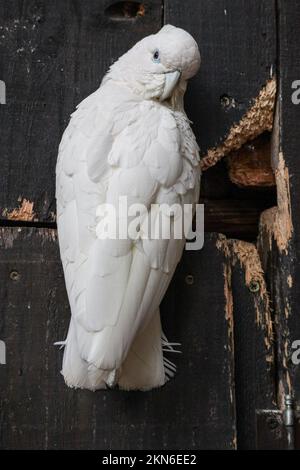 La macro vista verticale di un cockatoo bianco appollaiato sulla parete di legno Foto Stock