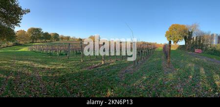 Tenterden, Kent, Regno Unito. 25th Novembre 2022. I visitatori hanno goduto di un'affascinante visione del mondo dei vini al vigneto Chapel Down oggi a Tenterden, Kent. Adagiato sulle soleggiate pendici del Kent North Downs, hanno goduto di un tour del grazioso vigneto, dell'area di produzione e di una degustazione di vini. Gli esperti erano a disposizione per rispondere alle domande sui tipi di vini, le uve, con quali alimenti servire i vini ecc. Chapel Down è il principale produttore di vino dell'Inghilterra, con una premiata gamma di spumanti e vini fermi che vengono riforniti nei supermercati, tra cui Sainsbury's e Waitrose. Credito: Maureen McLean/Alamy Foto Stock