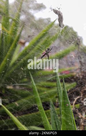 Un primo piano verticale di un ragno di citricola di Cyrtophora che si rapisce Foto Stock