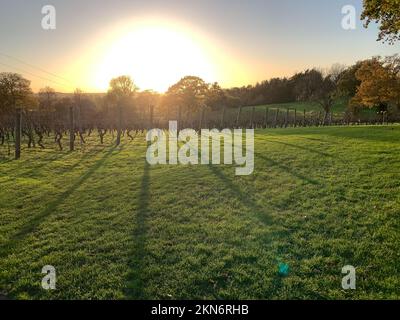 Tenterden, Kent, Regno Unito. 25th Novembre 2022. I visitatori hanno goduto di un'affascinante visione del mondo dei vini al vigneto Chapel Down oggi a Tenterden, Kent. Adagiato sulle soleggiate pendici del Kent North Downs, hanno goduto di un tour del grazioso vigneto, dell'area di produzione e di una degustazione di vini. Gli esperti erano a disposizione per rispondere alle domande sui tipi di vini, le uve, con quali alimenti servire i vini ecc. Chapel Down è il principale produttore di vino dell'Inghilterra, con una premiata gamma di spumanti e vini fermi che vengono riforniti nei supermercati, tra cui Sainsbury's e Waitrose. Credito: Maureen McLean/Alamy Foto Stock