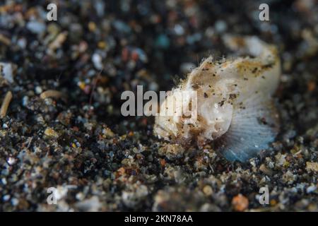 Velvetfish al bordo della barriera corallina Foto Stock