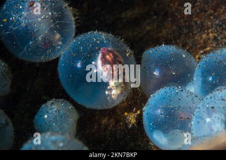 Baby pesce di seppia flamboyant nelle uova nascendo Foto Stock