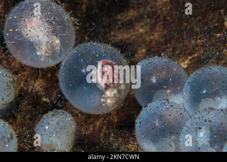 Baby pesce di seppia flamboyant nelle uova nascendo Foto Stock