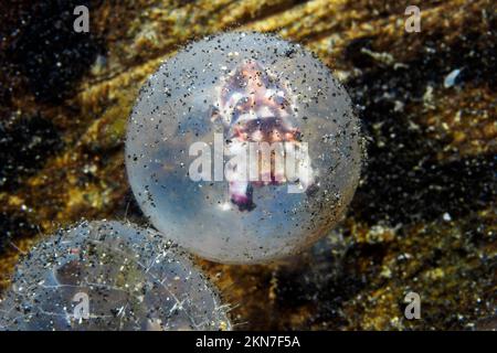 Baby pesce di seppia flamboyant nelle uova nascendo Foto Stock