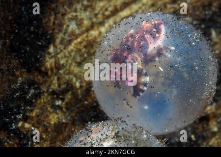 Baby pesce di seppia flamboyant nelle uova nascendo Foto Stock