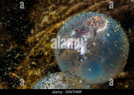 Baby pesce di seppia flamboyant nelle uova nascendo Foto Stock