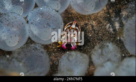 Baby pesce di seppia flamboyant nelle uova nascendo Foto Stock