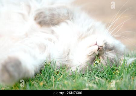 Un gatto giace nell'erba Foto Stock
