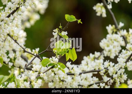 Redbud, Cercis canadensis "Royal White", fiori, primavera Foto Stock