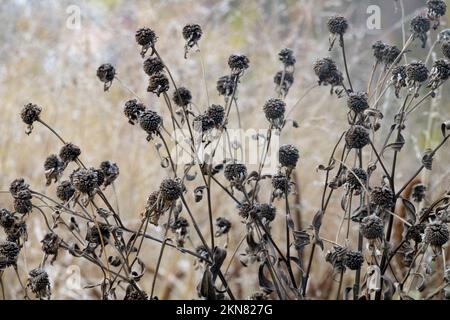 Monarda, Deadheads, Bergamotto, teste di semina, Beebalm, teste di semi, tè Oswego, autunno, pianta, essiccazione di piante da giardino morte Foto Stock