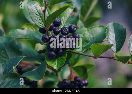 Ramificazione con bacche mature di Aronia melanocarpa, chiamata il cespuglio nero di chokeberry, che cresce nel giardino Foto Stock