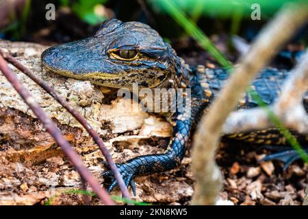 Giovane alligatore americano (Alligator missispiensis) nel Parco Nazionale delle Everglades Foto Stock