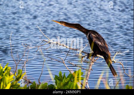 Anhinga (Anhinga anhinga) chiamato snakebird, americano darter o tacchino d'acqua, uccello delle Americhe più calde, significa uccello diavolo o uccello serpente, Anhingidae. Foto Stock