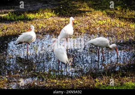 White Ibises (Eudocimus albus) di diverse età che fanno il bagno in uno stagno a Miami Florida Foto Stock