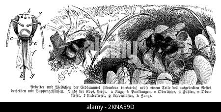 Bombus terrestris, Bombus terrestris, E. S[inger] (libro zoologico, 1894), Dunkle Erdhummel, Bourdon Terrestre Foto Stock