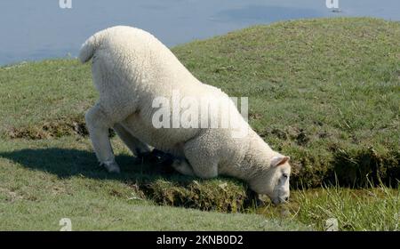 Pecore che bevono su palude di sale, Penisola di Eiderstedt, Mare del Nord, Frisia del Nord, Germania Foto Stock