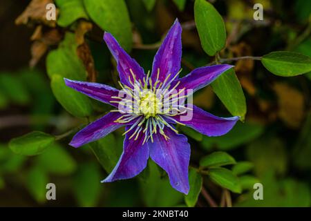 Un clematis viola anche conosciuto come la regina degli arrampicatori che cresce bene nel villaggio di Marnhull, Dorset, Inghilterra Foto Stock