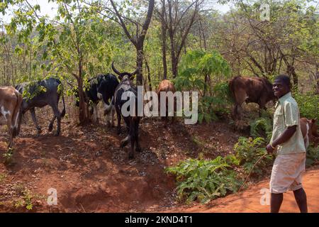 Pastore bovino che grava bestiame in una zona montagnosa Foto Stock