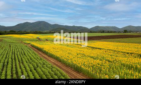 Campo di girasole bello aereo. Popolari attrazioni turistiche della provincia di Loppuri. campo di fiori nella stagione invernale Foto Stock