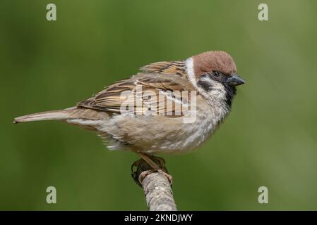 Passero di albero eurasiatico (passer montanus) in posa per un ritratto pulito su semplice persico Foto Stock