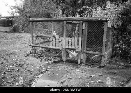 Pollo hutch, Medstead, Hampshire, Inghilterra, Regno Unito. Foto Stock