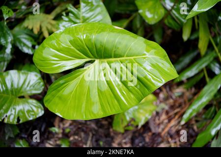 Verde umido, succoso grande foglia tropicale nella giungla (Manu, Perù). Foto Stock