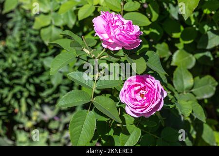 La splendida rosa rosata nella sua massima fioritura Foto Stock