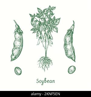 Pianta di soia (Glycine max), baccello chiuso e aperto, grani. Disegno a losco bianco e nero in stile legno Foto Stock