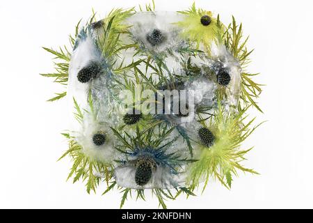 Congelati bellissimi fiori di Eryngium alipinum. Fiori freschi congelati con bolle d'aria nel cubo di ghiaccio sul fondo bianco. Fiori nel cubo di ghiaccio. Foto Stock