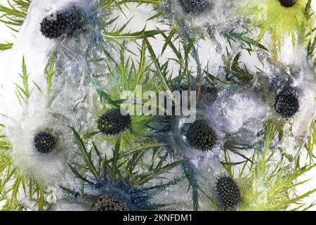 Congelati bellissimi fiori di Eryngium alipinum. Fiori freschi congelati con bolle d'aria nel cubo di ghiaccio. Fiori nel cubo di ghiaccio. Foto Stock