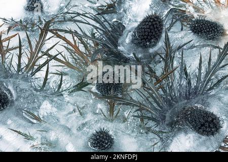 Congelati bellissimi fiori di Eryngium alipinum. Fiori freschi congelati con bolle d'aria nel cubo di ghiaccio. Fiori nel cubo di ghiaccio. Foto Stock