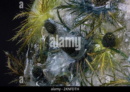 Congelati bellissimi fiori di Eryngium alipinum. Fiori freschi congelati con bolle d'aria nel cubo di ghiaccio su sfondo nero. Fiori nel cubo di ghiaccio. Foto Stock