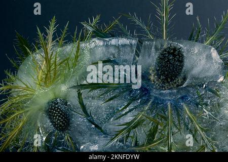 Congelati bellissimi fiori di Eryngium alipinum. Fiori freschi congelati con bolle d'aria nel cubo di ghiaccio su sfondo blu. Fiori nel cubo di ghiaccio. Foto Stock