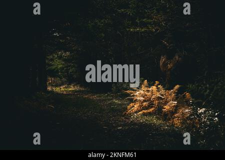 Sole che splende su felci di colore dorato sotto un grande nodo dell'albero sul sentiero di Colin Stewart sull'isola di McNabs, Halifax, Nuova Scozia, Canada Foto Stock