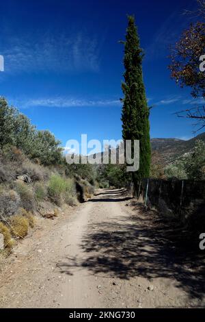 Cipresso mediterraneo alto e solitario e nuvole di cirro, isola di Lesbo, Grecia. Settembre / ottobre 2022. Foto Stock