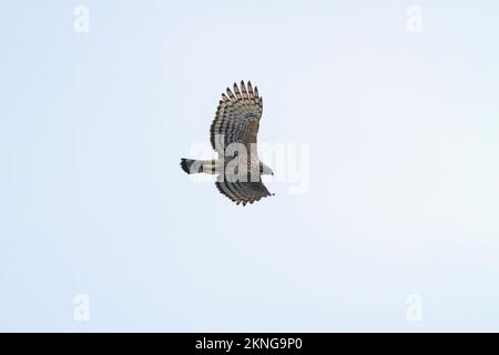 Falco-aquila di montagna (Nisaetus nipalensis) in volo. Ai piedi dell'Himalaya. Nepal. Foto Stock