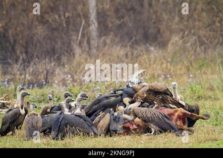 Gregge di avvoltoi dalle voci bianche (Gyps bengalensis) e grifoni himalayani (Gyps himalayensis) che si nutrono di una carcassa. Terai. Nepal. Foto Stock