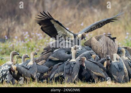 Gregge di avvoltoi dalle rumature bianche (Gyps bengalensis), grifoni himalayani (Gyps himalayensis) e avvoltoi sottili (Gyps tenuirostris) che si nutrono su un Foto Stock