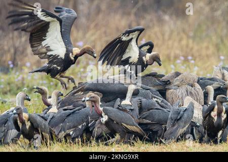 Gregge di avvoltoi dalle rumature bianche (Gyps bengalensis), grifoni himalayani (Gyps himalayensis) e avvoltoi sottili (Gyps tenuirostris) che si nutrono su un Foto Stock